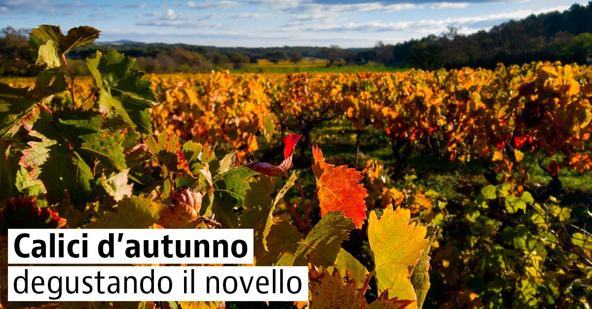 Le migliori feste e tradizioni per omaggiare il vino novembrino Le migliori feste e tradizioni per omaggiare il vino novembrino