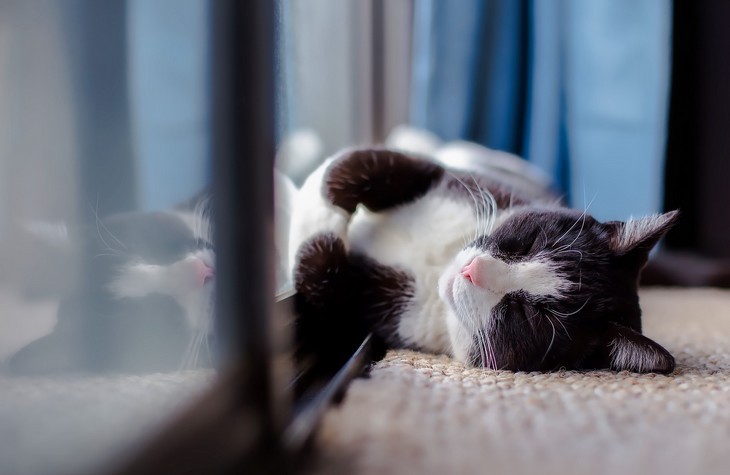 Cosa fare con l’animale domestico durante la visita alla casa del potenziale acquirente