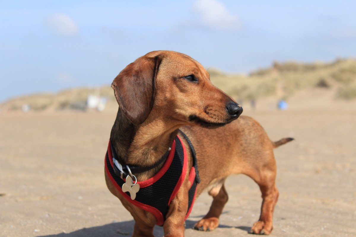 Chien profitant de l'été