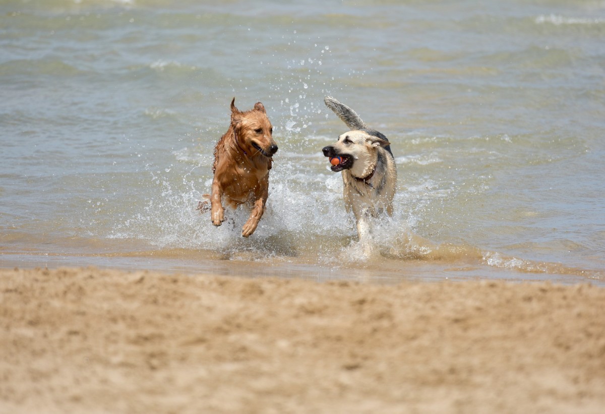 Cães na água