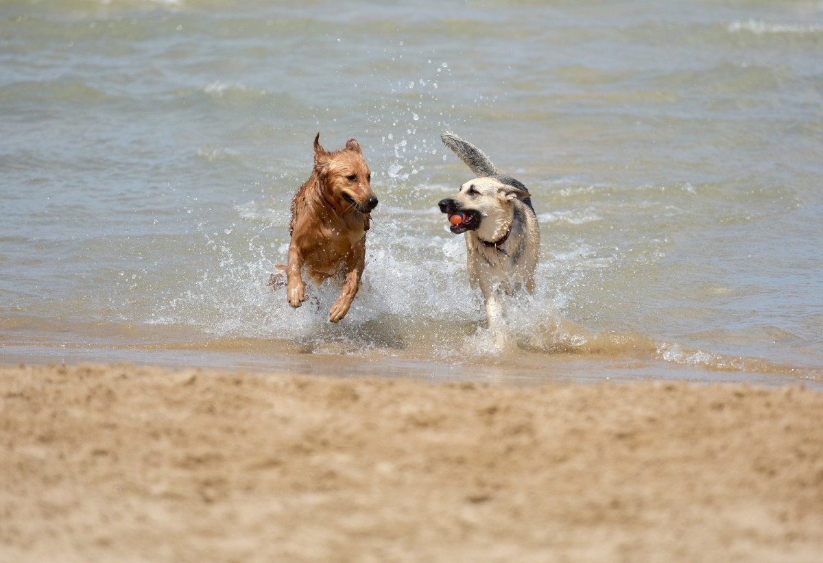 Chiens dans l'eau