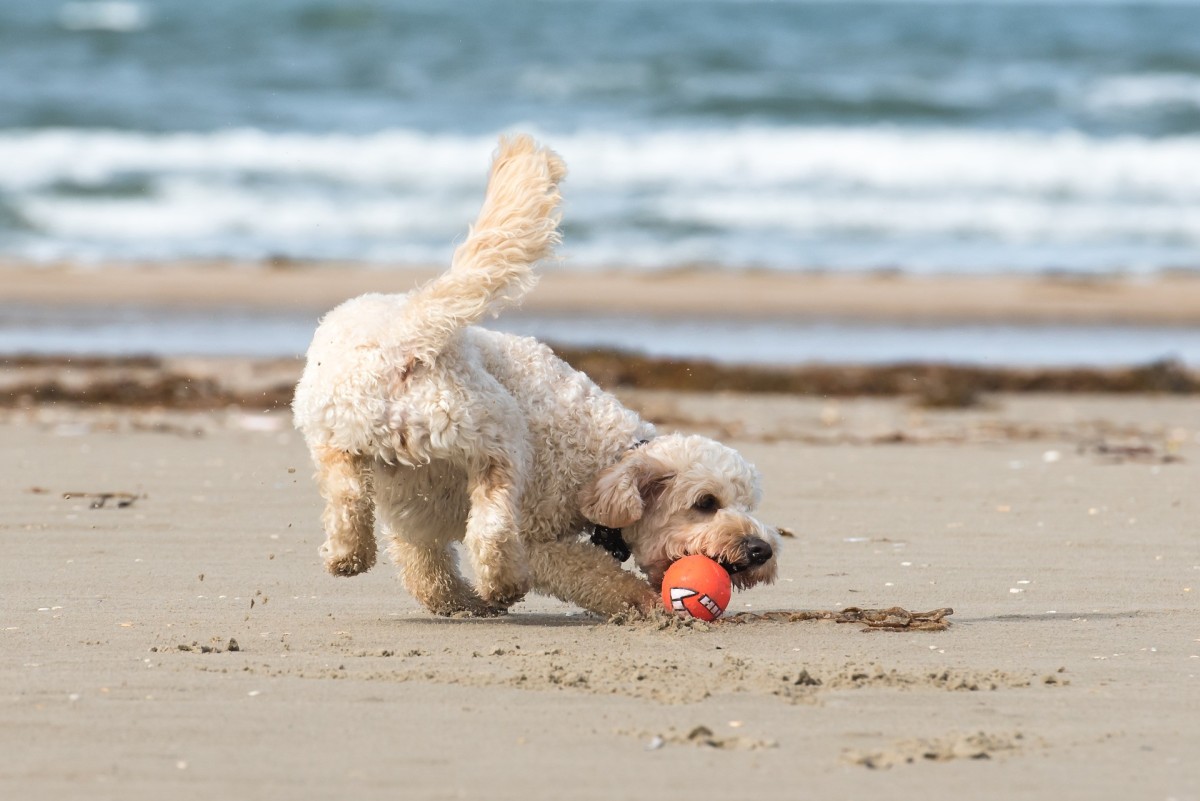 Dog playing at the beach