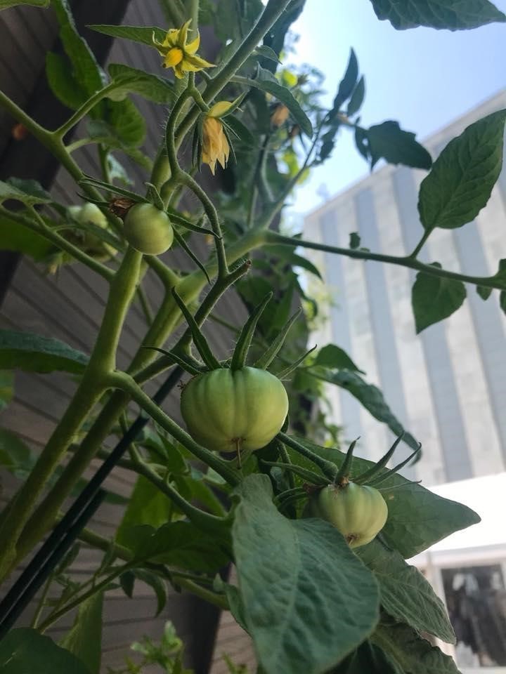 La minicasa dell'Onu che funziona solo con energia ecosostenibile