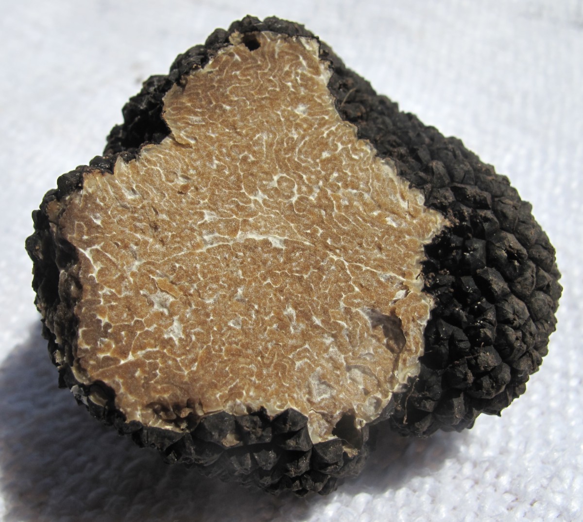 Close-up of a truffle / Pixabay