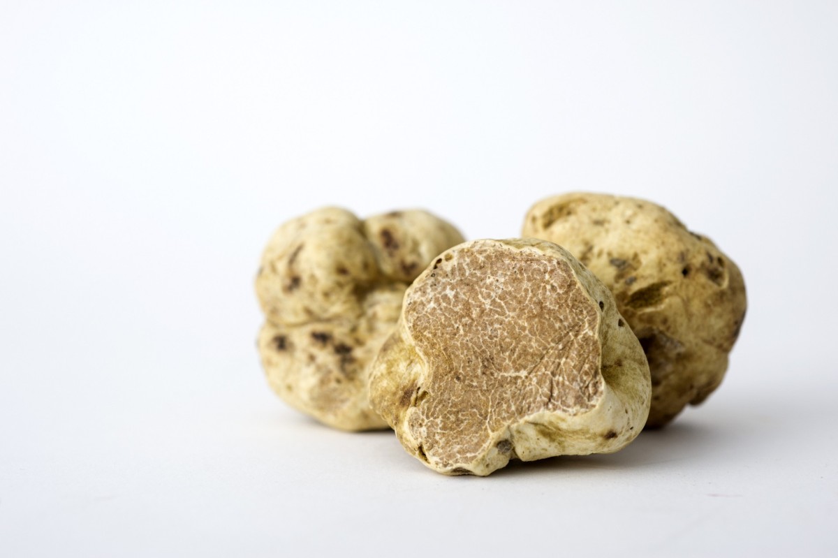 Valkoinen tryffeli / Wikimedia Commons Valkoinen tryffeli / Wikimedia Commons