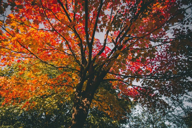 Autumnal foliage in Foresta Umbra