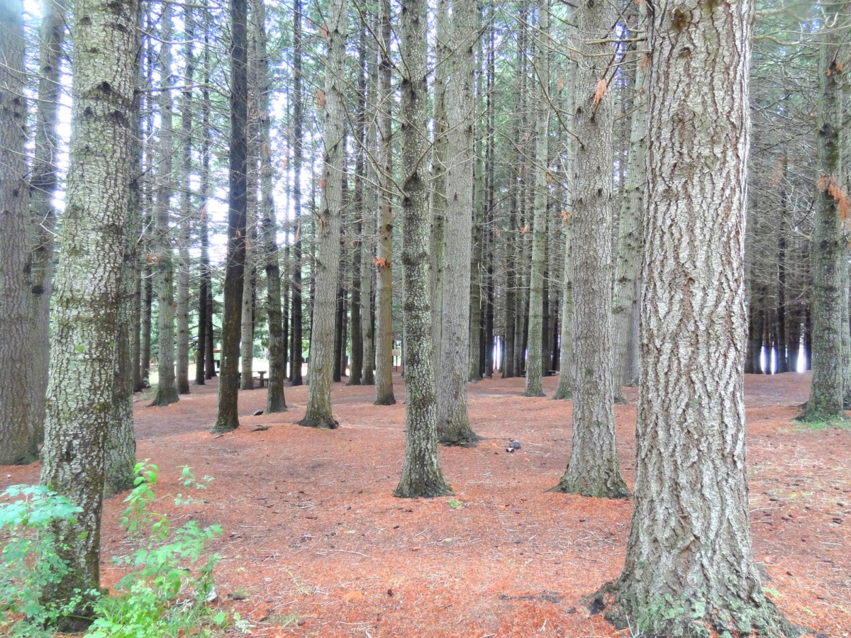 Laubteppich Laubteppich