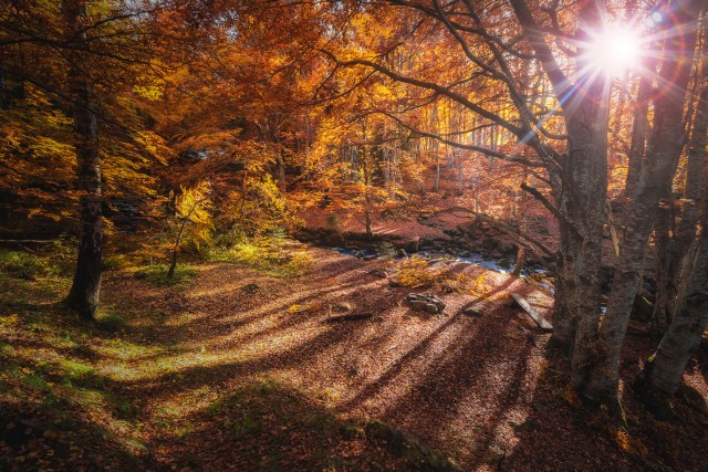 Sunlight through the treetops