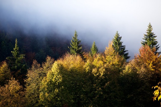 Foggy fall in northern Italy