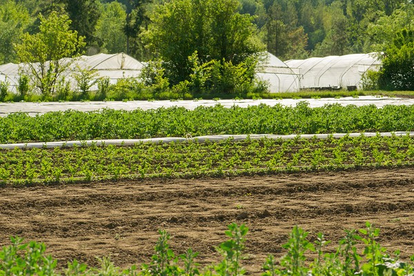 Cacolo IMU sui terreni agricoli