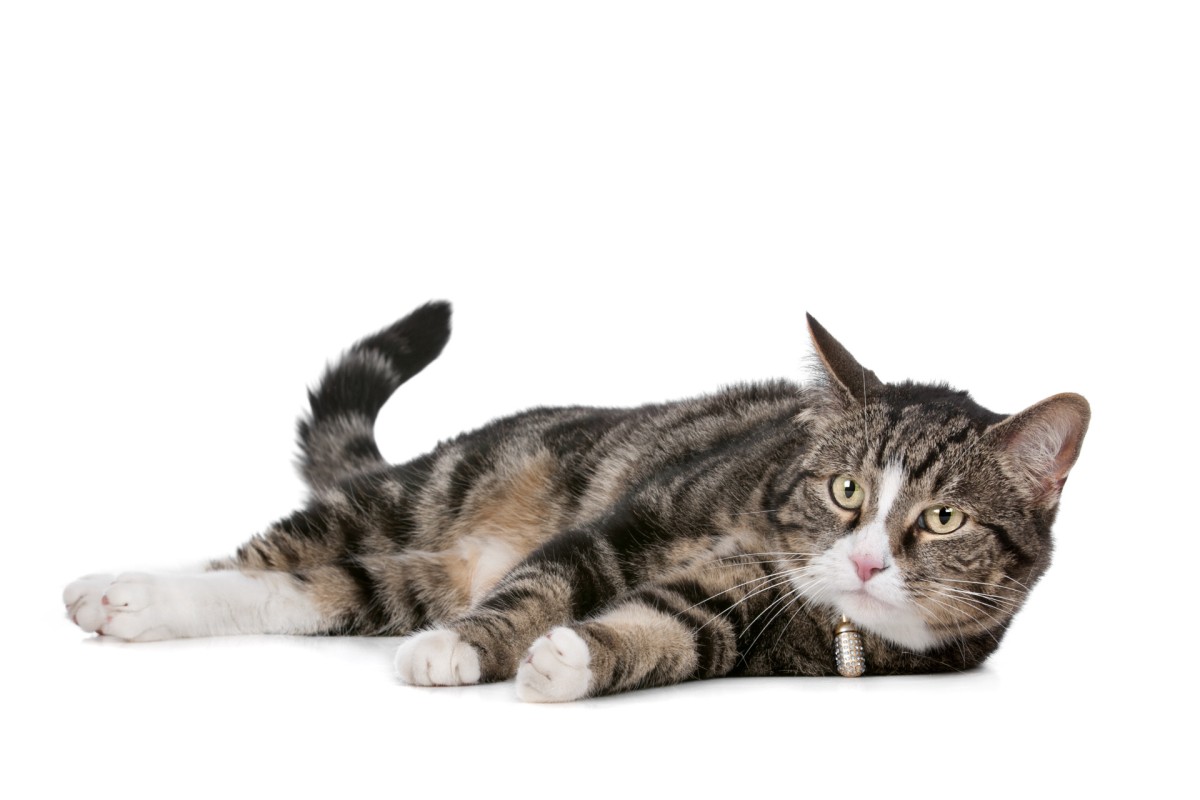 Animali in condominio, le regole da seguire durante l’emergenza