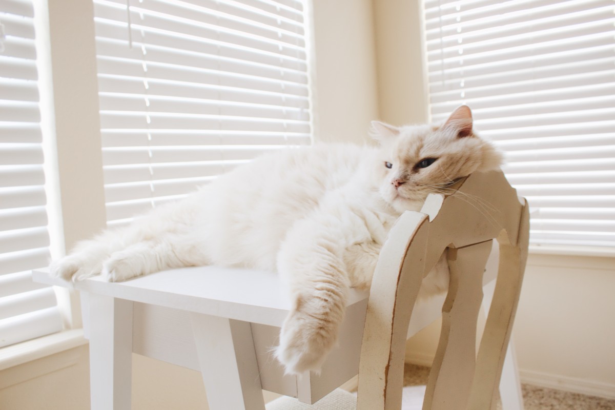 Idee di arredo per chi ha animali domestici in casa