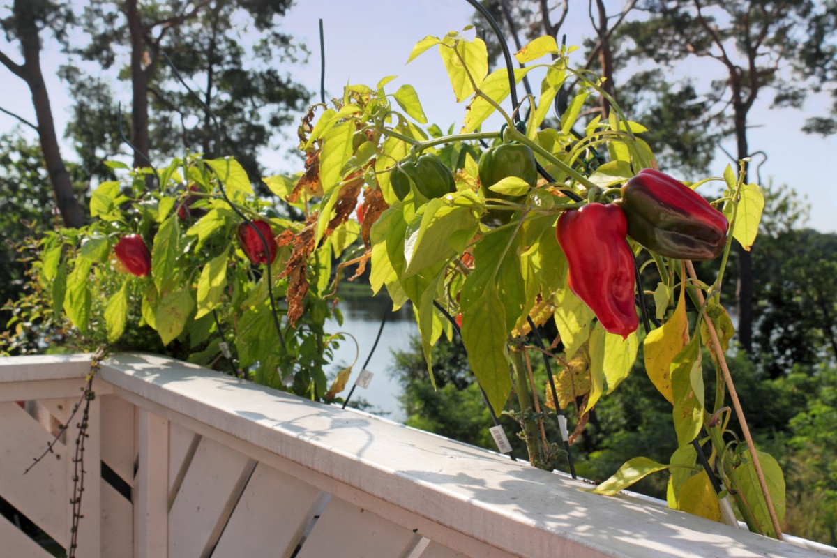 Come creare un orto in casa