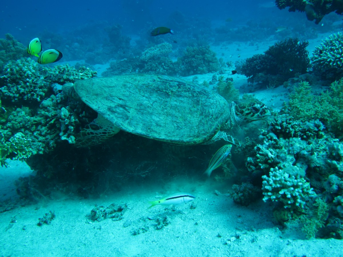 Aperiwild, il giro del mondo virtuale e in streaming del WWF