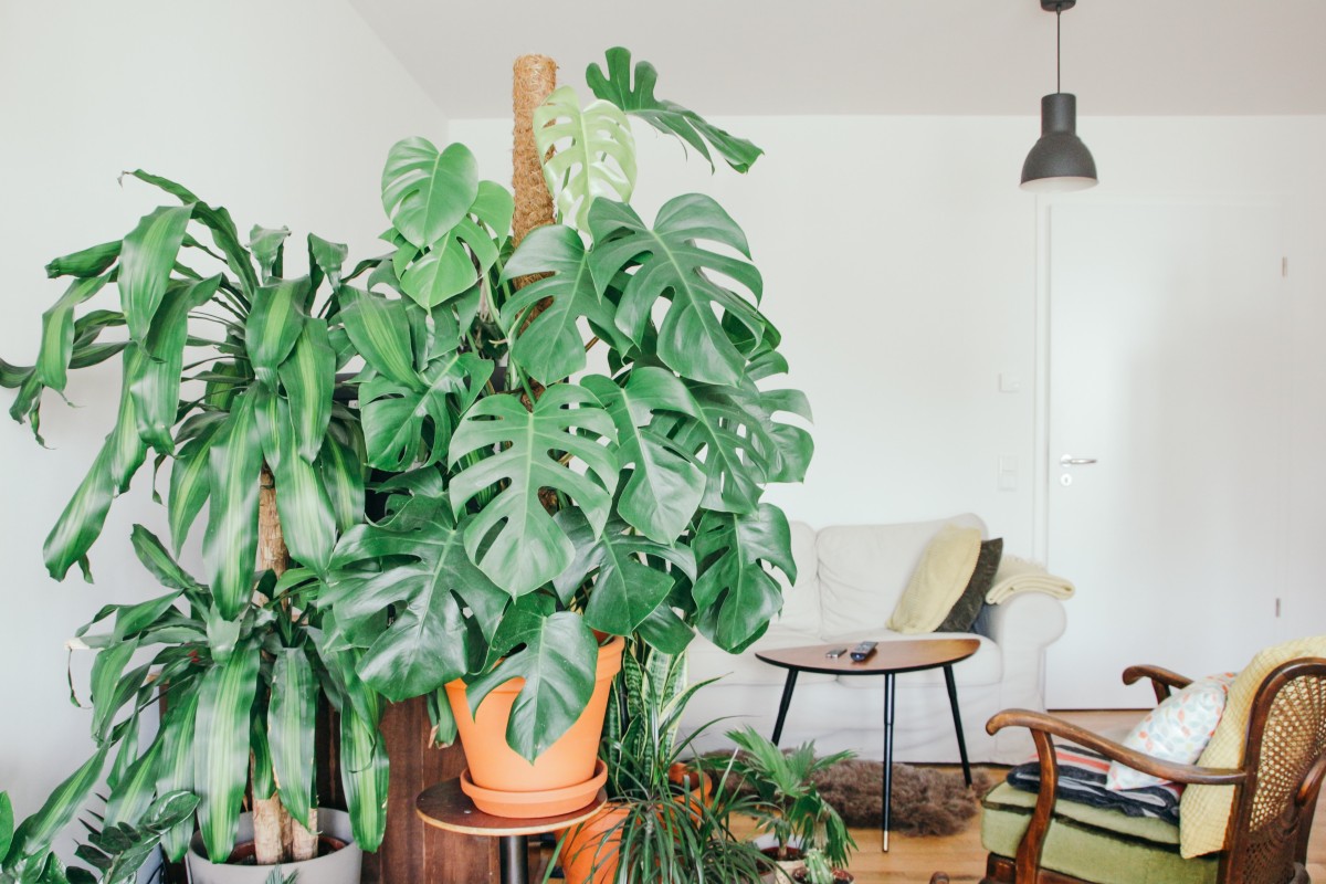 Piante d'appartamento: le migliori da avere a casa (resistenti e facili da curare)