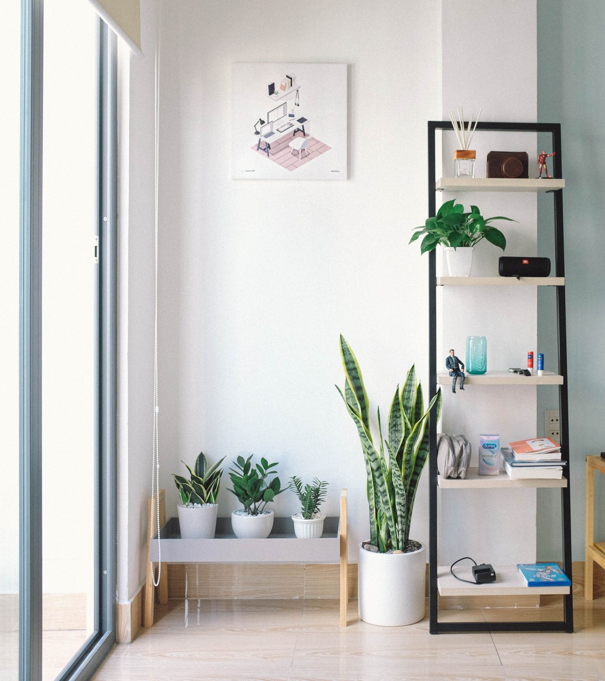 Sansevieria Sansevieria