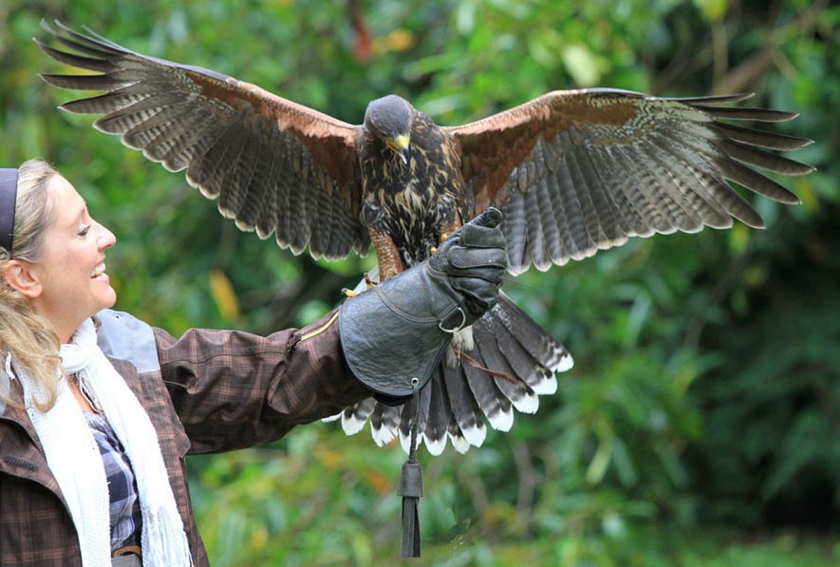 ashford_castle_falconry