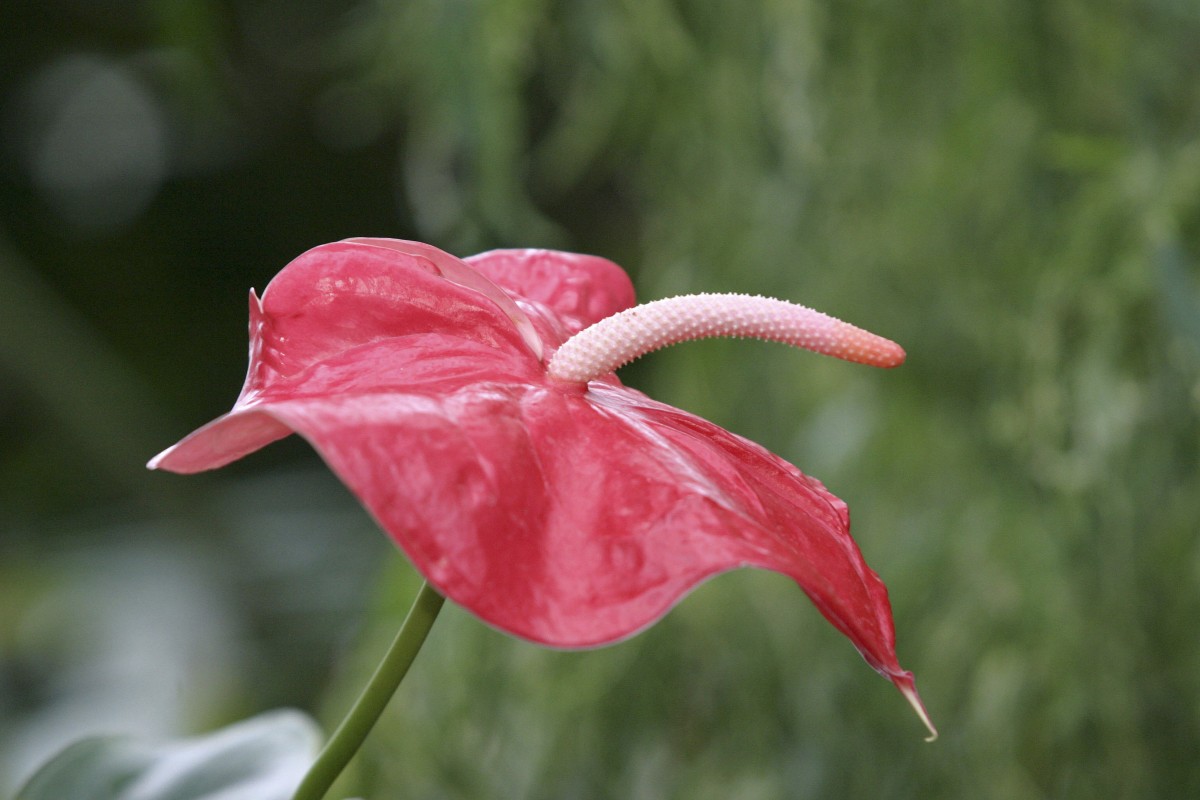Le piante invernali più facili da tenere in casa