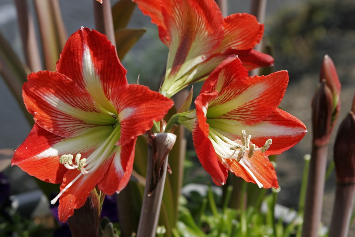 Le piante invernali più facili da tenere in casa