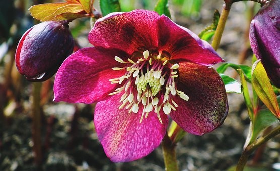 Le piante invernali più facili da tenere in casa