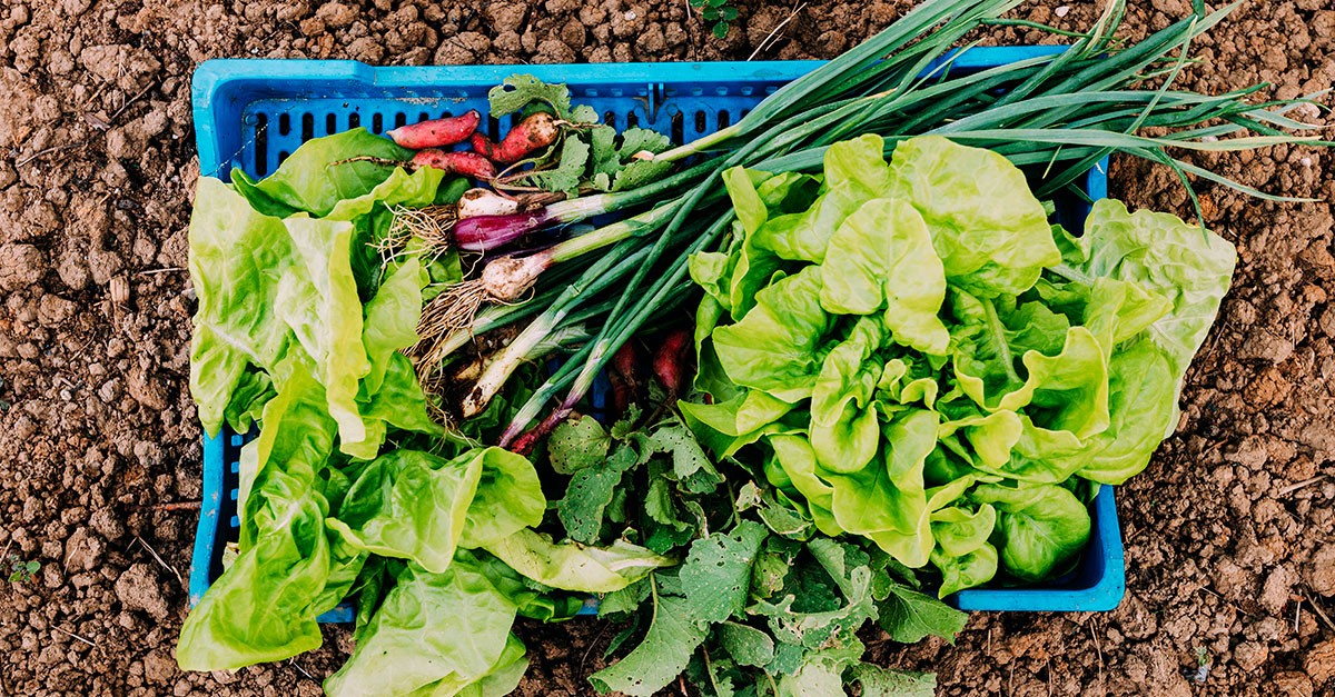 Come creare un orto in casa