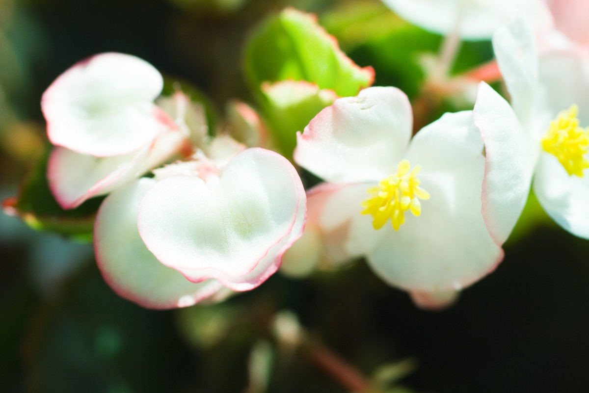 Le piante da tenere sul balcone in primavera