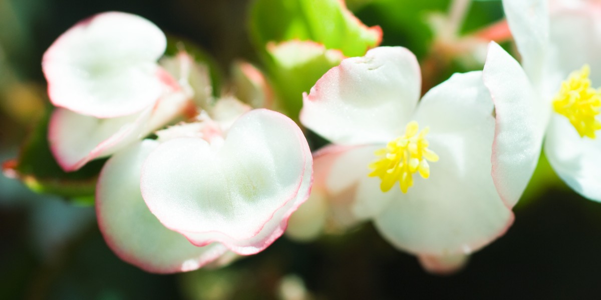 Le piante da tenere sul balcone in primavera