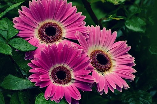 Le piante da tenere sul balcone in primavera
