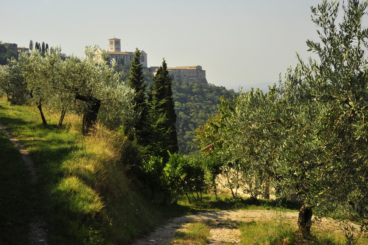 bosco_di_san_francesco_assisi_pg_-_foto_di_maja_galli_2009_c_fai