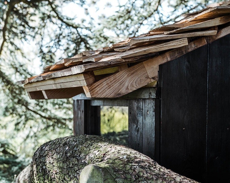 Sembra che la casa germogli dai rami