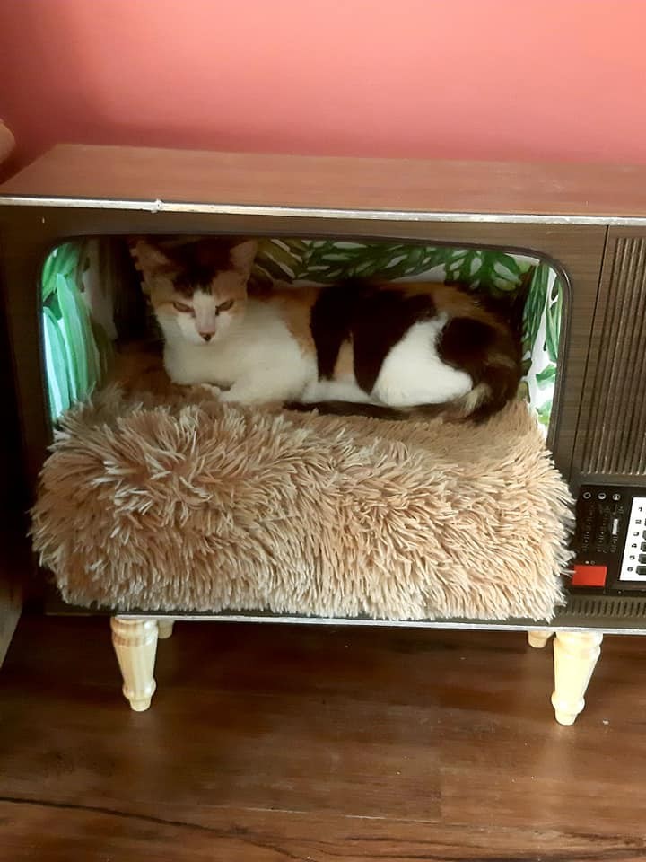 213949362_234105115226340_8027970682851918182_n