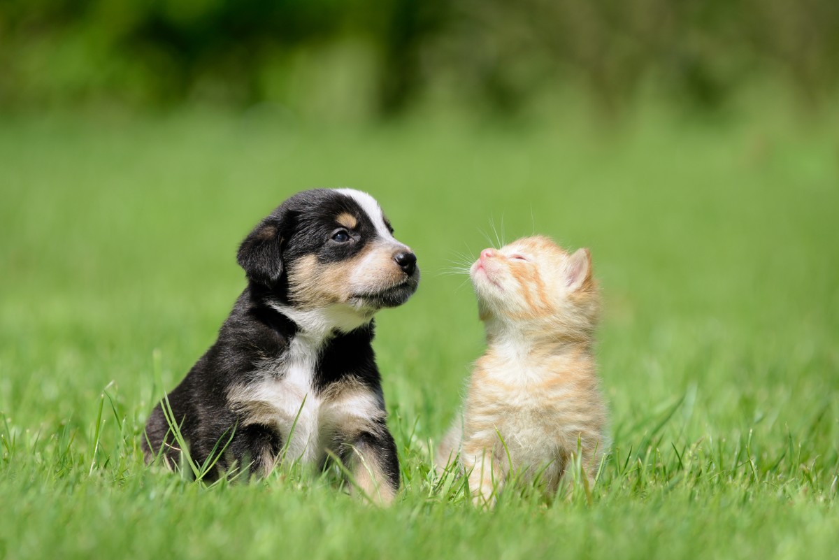Andare in vacanza con gli animali domestici, alcune cose importanti da sapere