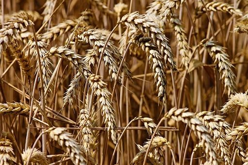 World pasta day, Cia: pi? sostegno a grano duro italiano
