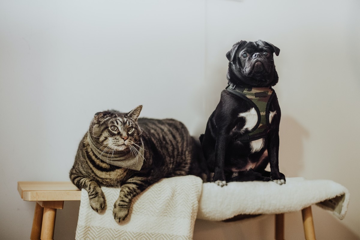 Come tenere pulita la casa con animali