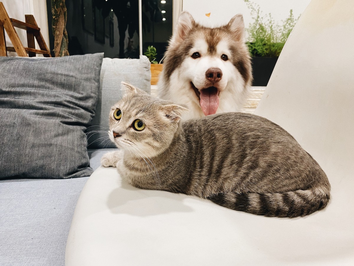 Come tenere pulita la casa con animali