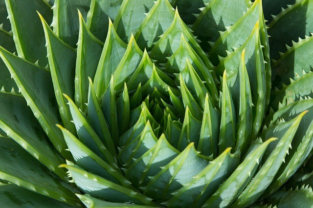 Piante aromatiche e medicinali: come creare un orto della salute in casa