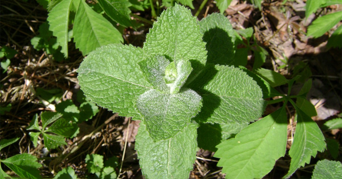Piante aromatiche e medicinali: come creare un orto della salute in casa
