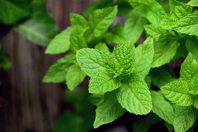 Piante aromatiche e medicinali: come creare un orto della salute in casa