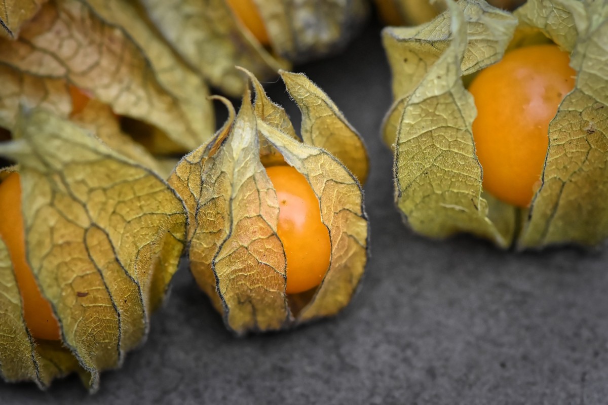 Piante aromatiche e medicinali: come creare un orto della salute in casa
