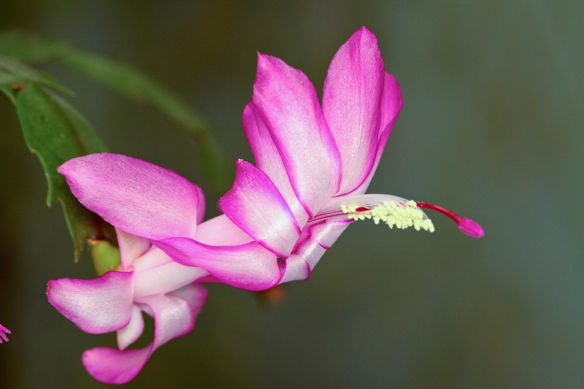 schlumbergera_flower_br