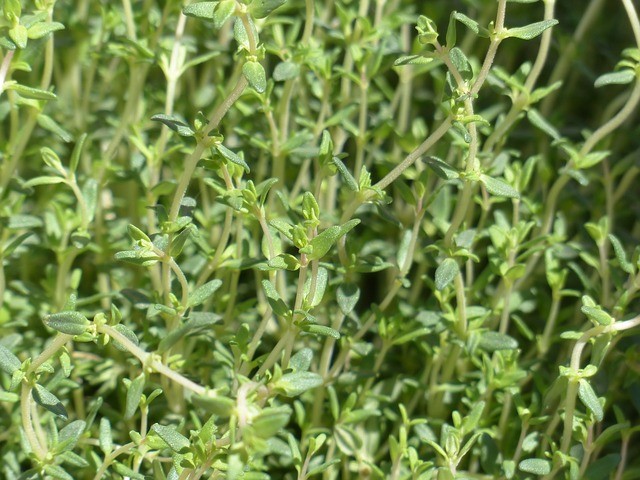 Piante aromatiche e medicinali: come creare un orto della salute in casa