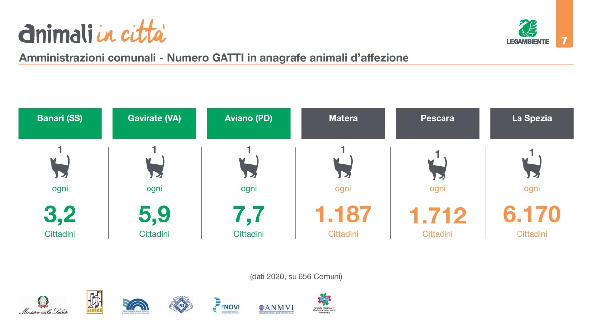 Festa del gatto 2022: i paesi in Italia con più e meno felini per abitante