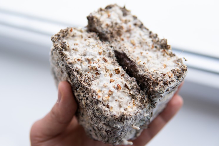 Mushroom mycelium is an innovative material