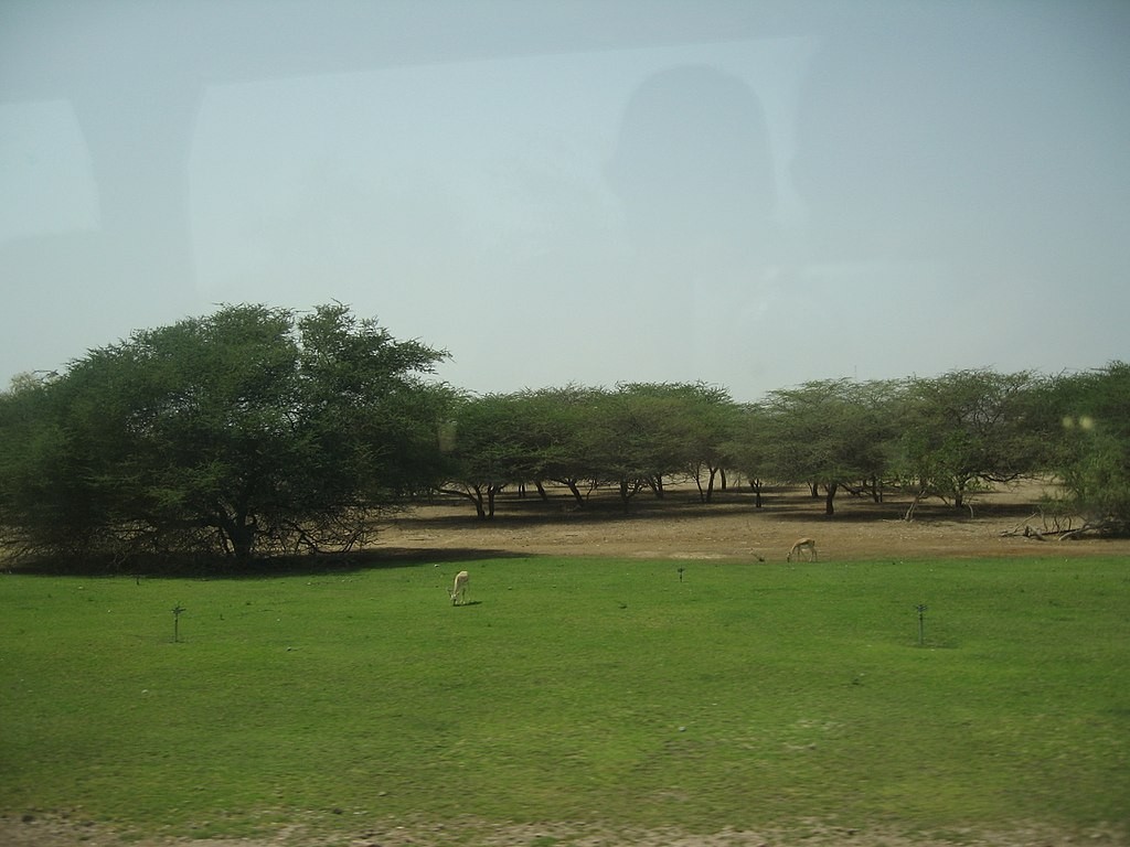 Benvenuti all'isola Sir Bani Yas, mare cristallino e riserva per le specie arabe in via di estinzione