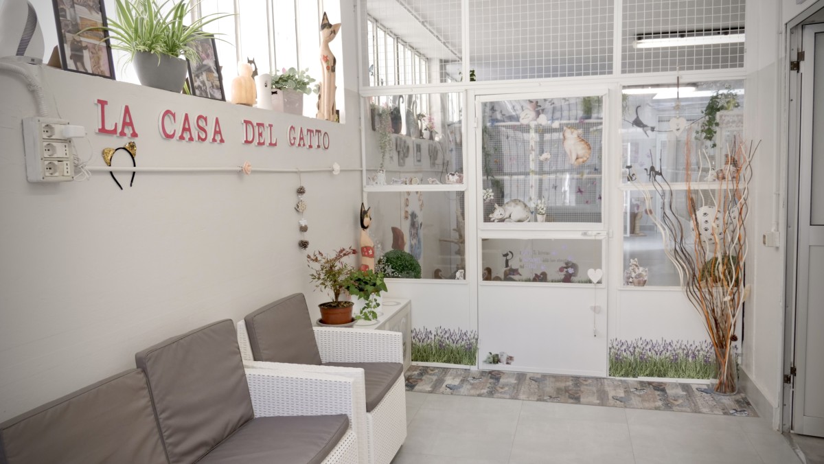 Una visita alla "Casa del gatto" a Milano, un hotel per i felini con servizio in camera e webcam