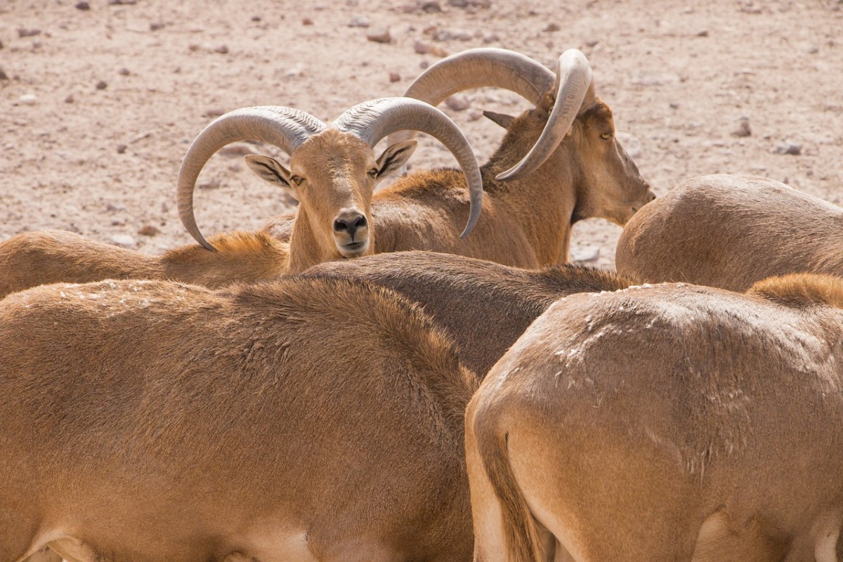 Benvenuti all'isola Sir Bani Yas, mare cristallino e riserva per le specie arabe in via di estinzione