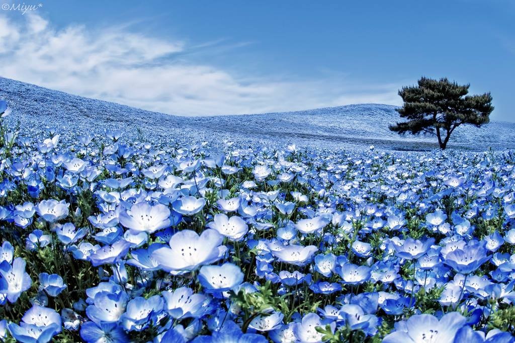 La straordinaria fioritura che trasforma una collina giapponese in un oceano blu