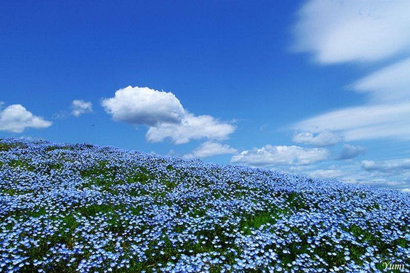La straordinaria fioritura che trasforma una collina giapponese in un oceano blu