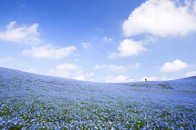 La straordinaria fioritura che trasforma una collina giapponese in un oceano blu