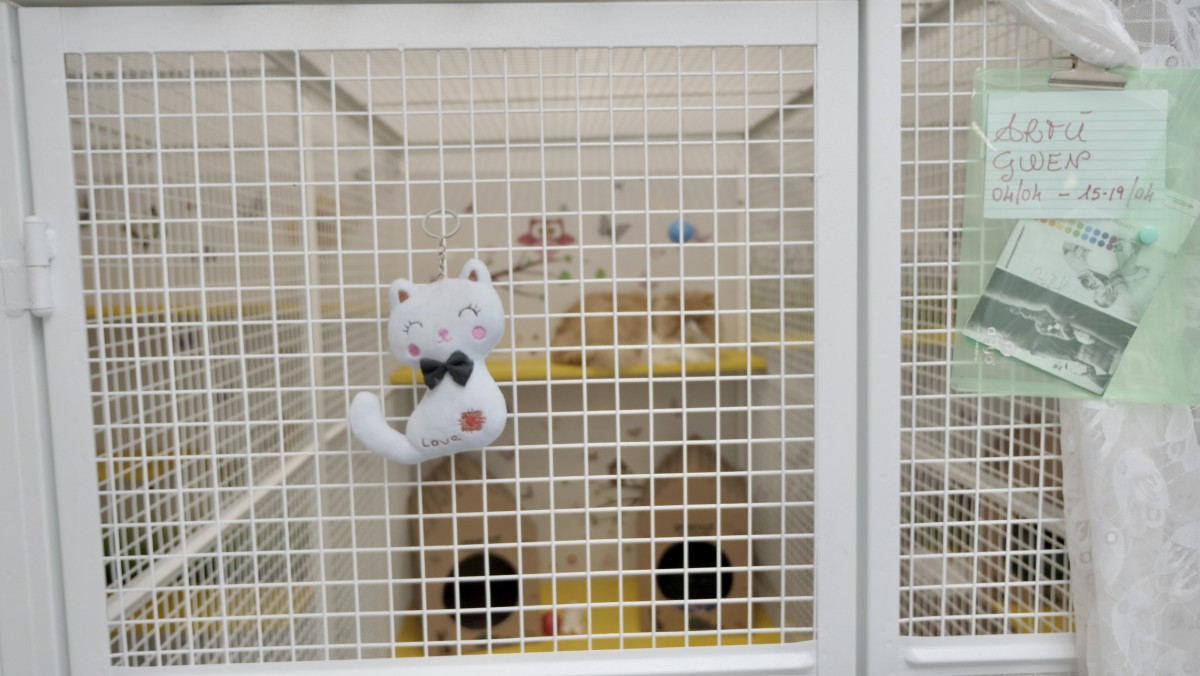 Una visita alla "Casa del gatto" a Milano, un hotel per i felini con servizio in camera e webcam